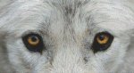 (image for) Through the Eyes - Grey Wolf